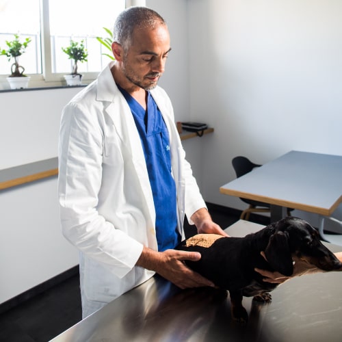 centro neurologico veterinario