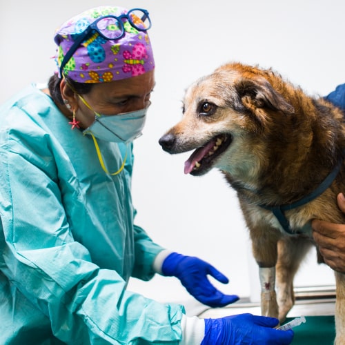 oncologia-veterinaria-catania-min