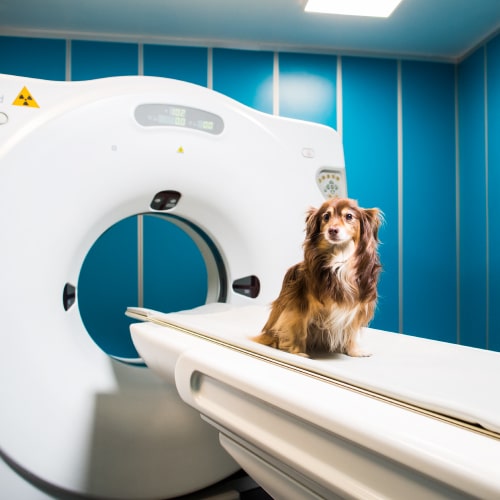 Clinica veterinaria Sicilia